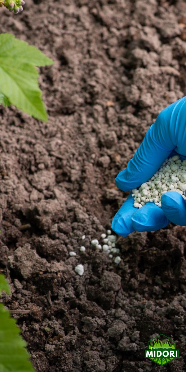 pupuk organik midori3